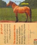 The  Karabakh Horse. An ancient breed, native to Azarbaijan. standing
