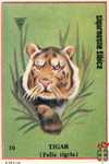 Tigar (Felis Tigris)