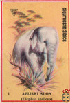 Azijski Slon (Elephas indicus)