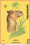 Deva (Camelus)