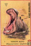 Vodeni konj (Hippopotamus amphibius)