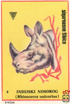 Indijsky nosorog (Rhinocerus unicorlus)