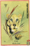 Lav (Felis leo)