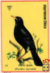 Crni kos (Turdus merula)