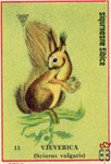 Vjeverica (Sciurus vulgaris)