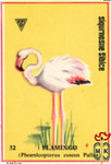 Flamingo (Phoenicopterus roseus pallas)