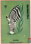 Zebra (Equus grevvy)