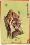 Ris (Lynx-lynx)