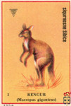 Kengur (Macropus giganteus)