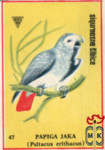Papiga Jaka (Psitacus erithacus)