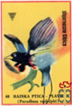 Rajska Ptica-Plav (Paradisea radolphi)