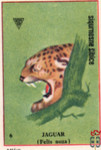 Jaguar (Felis auza)