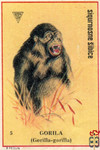 Gorila (Gorilla-gorilla)