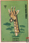 Zirafa (Giraffa)