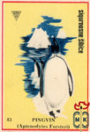 Pingvin (Aptenodytes Forstery)