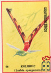 Kolibric (Lesbia sparganura)