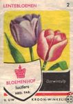 Darwintulp Lentebloemen Bloemenhof lucifers van Uw kroon-winkelier Ned