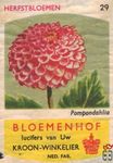 Pampondohlia Herfstbloemen Bloemenhof lucifers van Uw kroon-winkelier