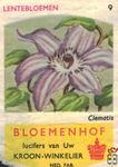 Clematis Lentebloemen Bloemenhof lucifers van Uw kroon-winkelier Ned.