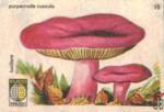 Purperrode russula Luciders euco Kwaliteit
