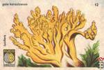 Gele koraalzwam Luciders euco Kwaliteit